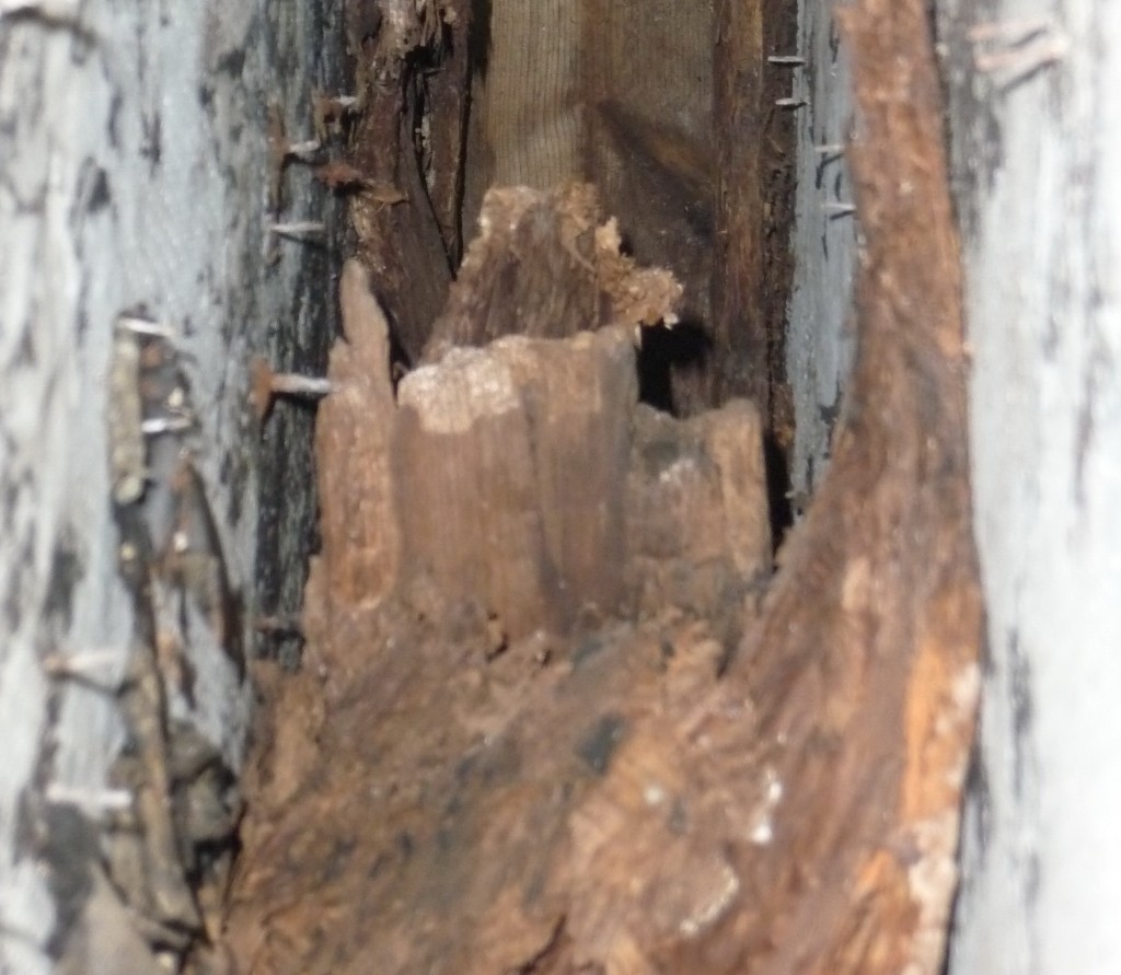 Rotted and missing wood framing inside stuccoed exterior privacy wall